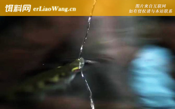 射水鱼:生活习性