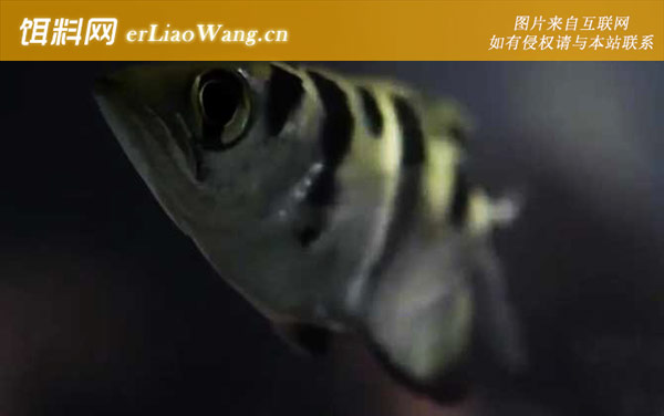 射水鱼:代表鱼种