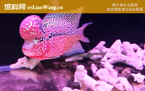 风水鱼种类及图片大全-罗汉鱼
