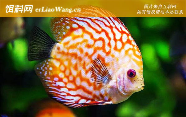 曼龙鱼:七彩神仙鱼