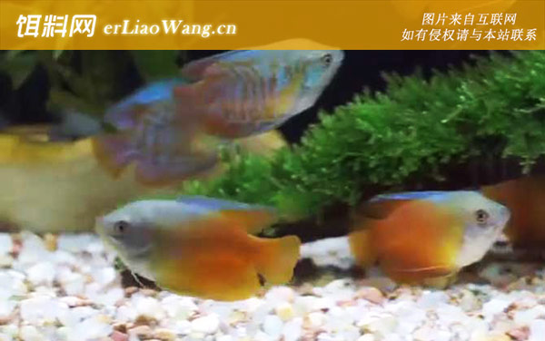 丽丽鱼:雌雄鉴别