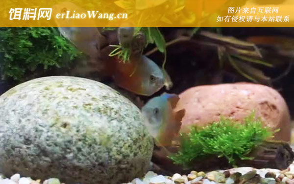 丽丽鱼:生活习性