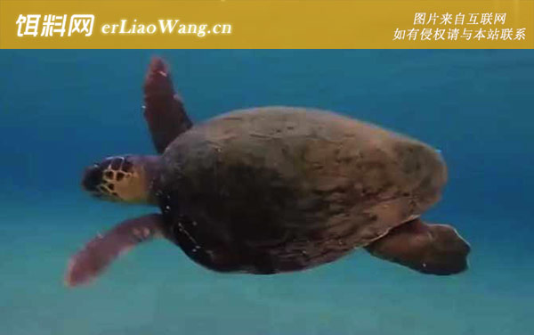 海龟:物种论述