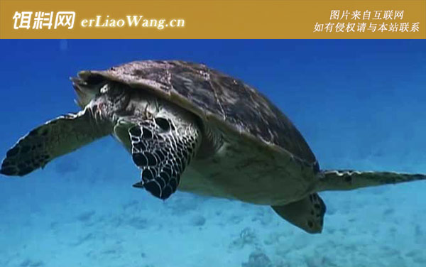 丽龟:玳瑁属
