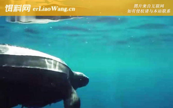 棱皮龟:分布范围