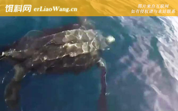 世界上体型最大的海龟是什么龟-生活习性