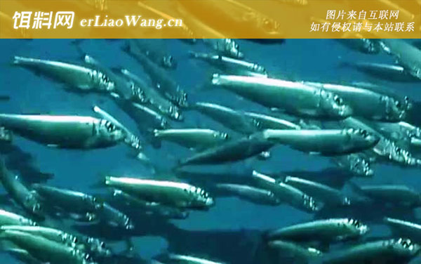 沙丁鱼:分布范围