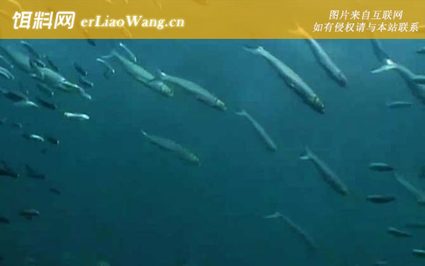 沙丁鱼:效应启示