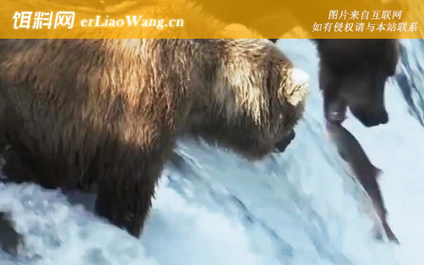 三文鱼:分布范围