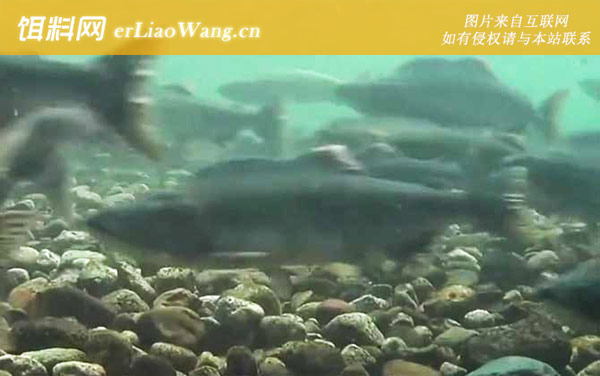 三文鱼:生活习性