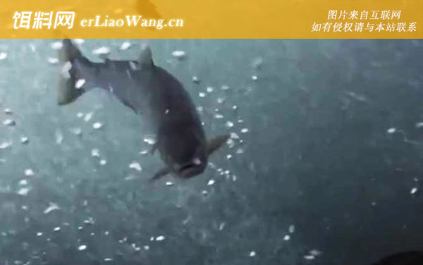 三文鱼:代表品种