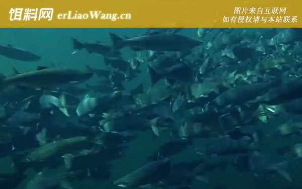 三文鱼:产地分布