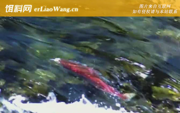 三文鱼:食用价值