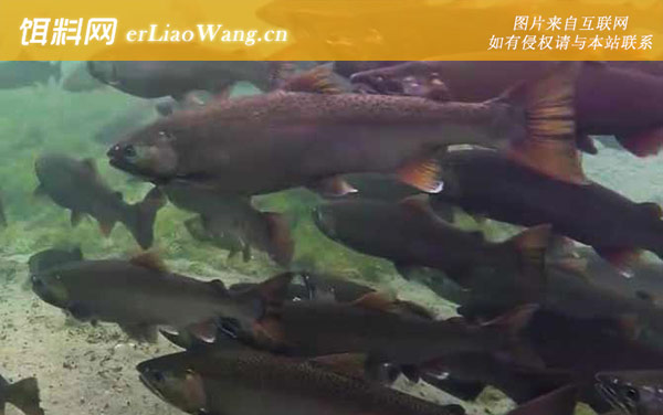 三文鱼:分布范围