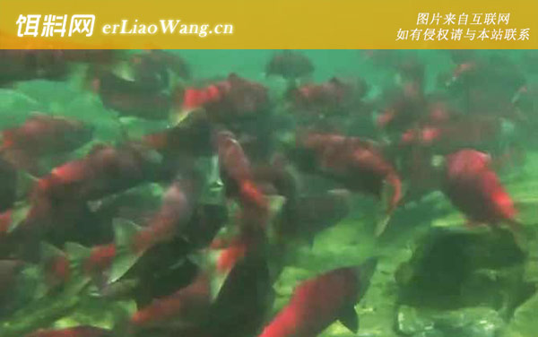 三文鱼:常见种类