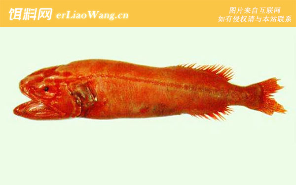 稚鳕科:红口仿鲸科