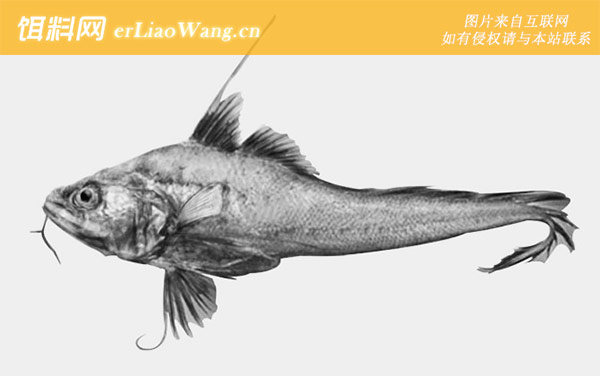 背棘鱼科:稚鳕科