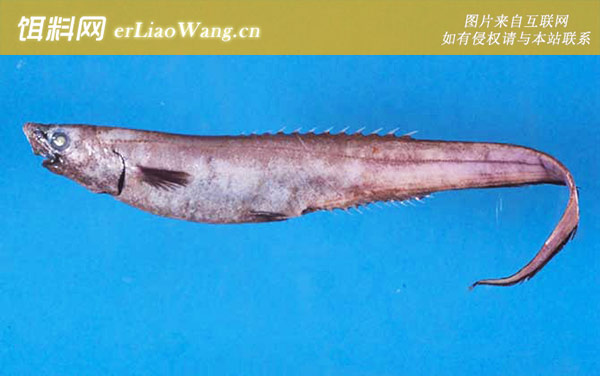 海蜥鱼科:背棘鱼科