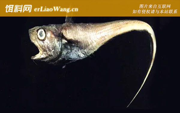 仿鲸科:孔头鱼科