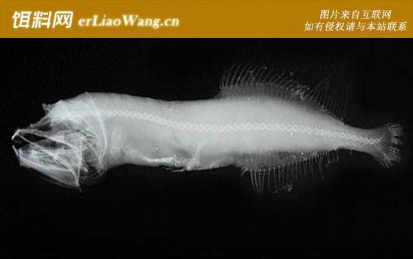 宽咽鱼科:仿鲸科