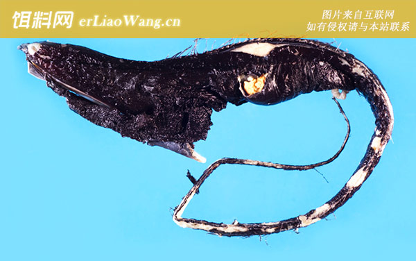 宽咽鱼科:宽咽鱼科