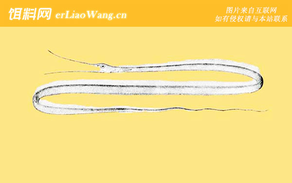 灯笼鱼科:线鳗科