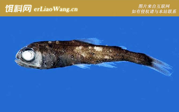 鼬鳚科:灯笼鱼科