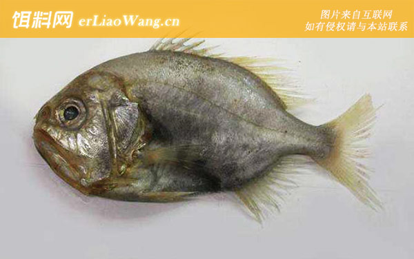 新灯笼鱼科:燧鲷科