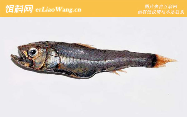 黑头鱼科:新灯笼鱼科