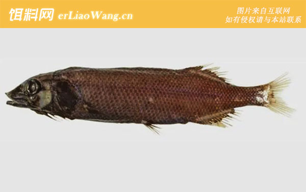 银眼鲷科:黑头鱼科