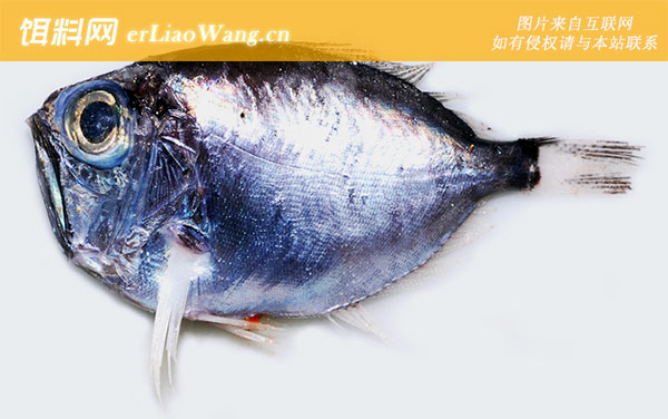 红口仿鲸科:银眼鲷科
