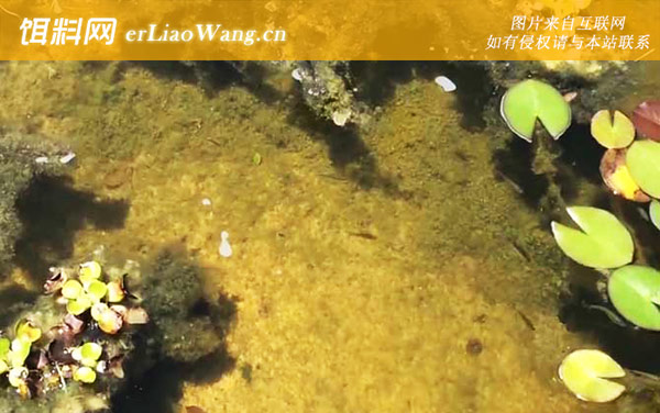 食蚊鱼:分布范围