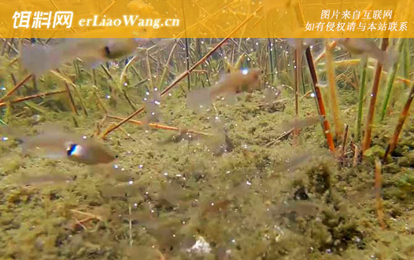 食蚊鱼:生活习性