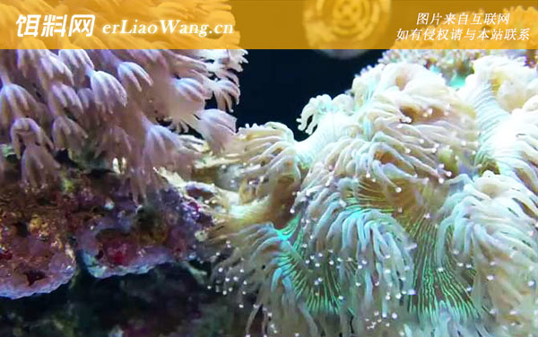 珊瑚是什么意思-物种分类