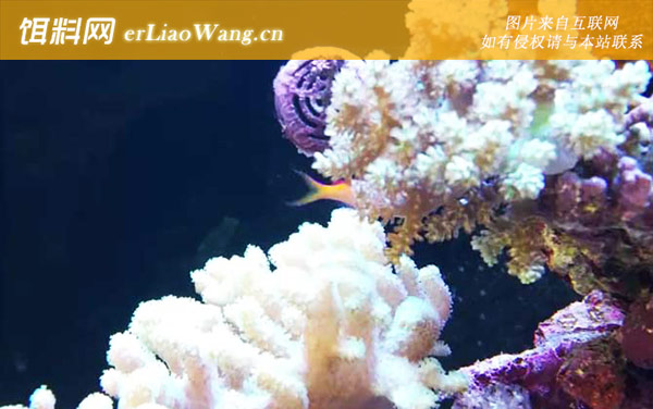 珊瑚礁:珊瑚礁