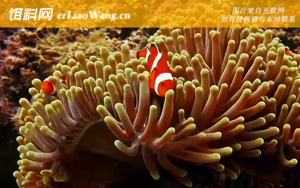 珊瑚虫:生活习性