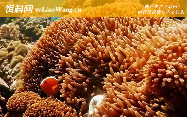 珊瑚虫:物种分类