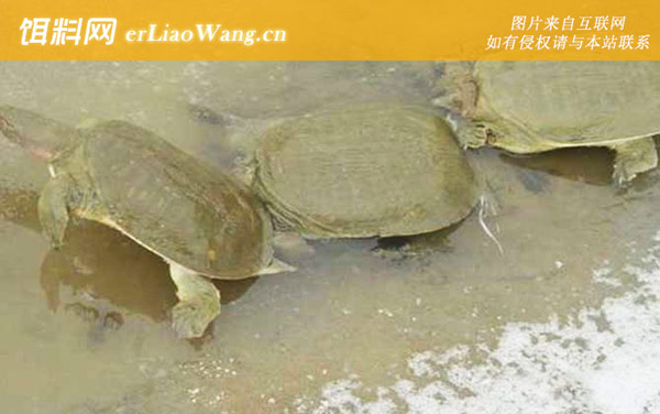 水鱼是什么动物-代表物种