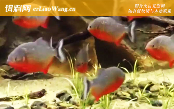 食人鱼:生活习性