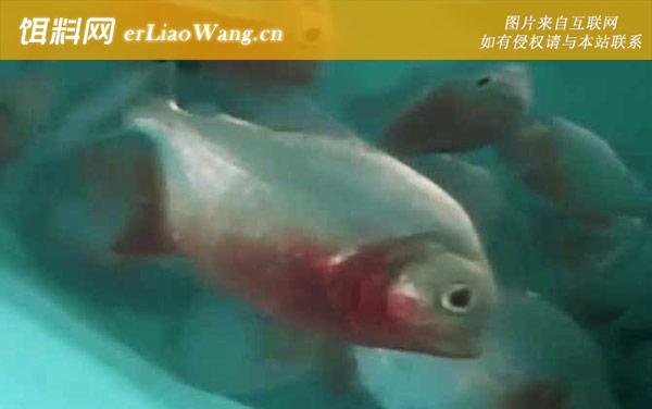 食人鱼:食用价值