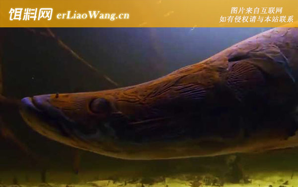 黑凯门鳄:巨骨舌鱼