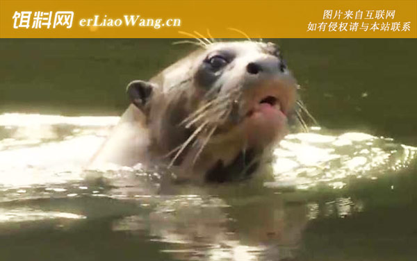 亚马逊河豚:巨獭