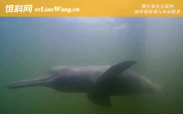 水鸟:亚马逊河豚