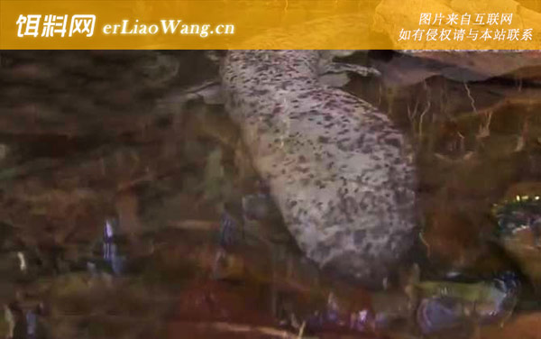 娃娃鱼:分布范围