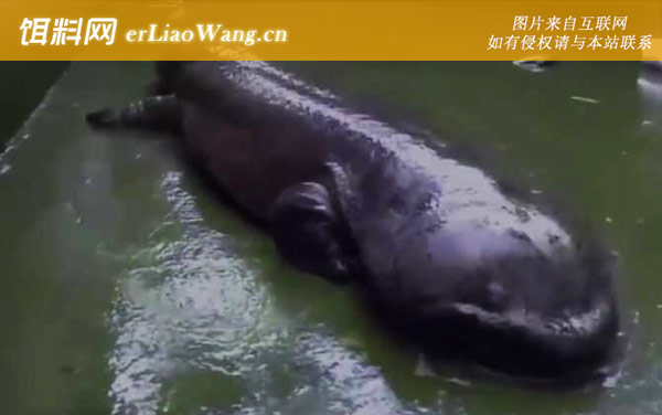 娃娃鱼:生活习性