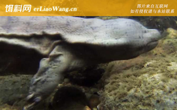 娃娃鱼:栖息环境