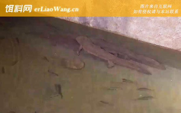 娃娃鱼:种类划分