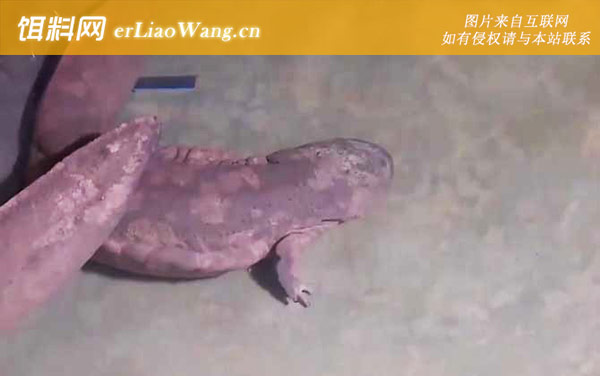 娃娃鱼:种类划分