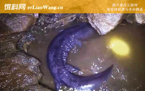 娃娃鱼:科学建池