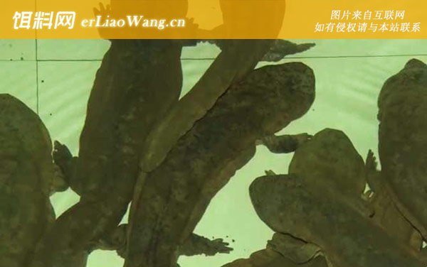 娃娃鱼:日常管理